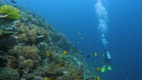 The operator's camera moves along the reef. A school of fish swims in the Stock Footage 223111676