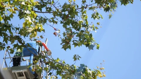 Operators cutting a Tree with a Chainsaw. Tree pruning Stock Footage 94936739