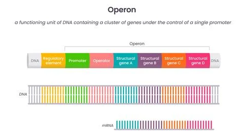 Operon genome science educational vector illustration Illustrazione stock