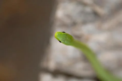 Opheodrys aestivus Stock Photos