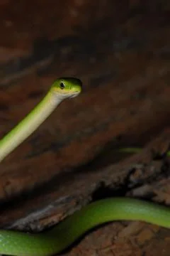 Opheodrys aestivus Foto stock