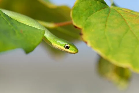 Opheodrys aestivus Stock Photos