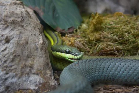 Opheodrys aestivus Stock Photos