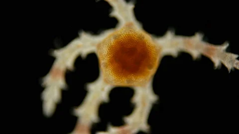 Ophiures under a microscope, similar to Asteroidea (sea star), type Stock Footage 121637698