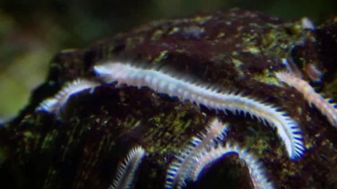 Ophryotrocha sp. Stock Footage 283010640