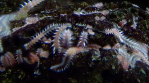 Ophryotrocha sp. Stock Footage 283010653