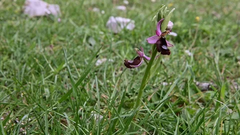Ophrys bertolonii Moretti Stock Footage 108557023