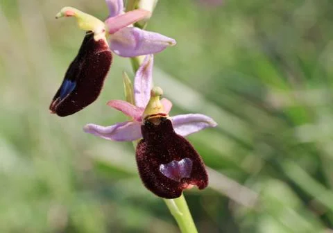 Ophrys bertolonii Stock Photos