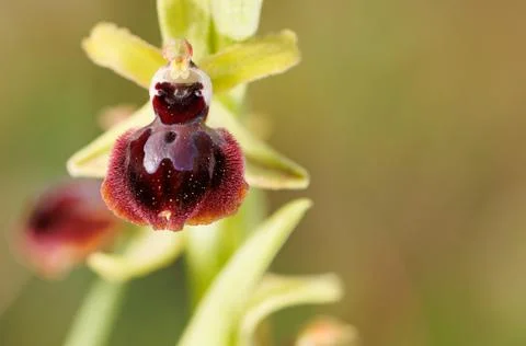 Ophrys sphegodes in macro Stock Photos