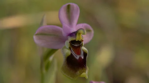 Ophrys tenthredinifera Stock Footage 37243976