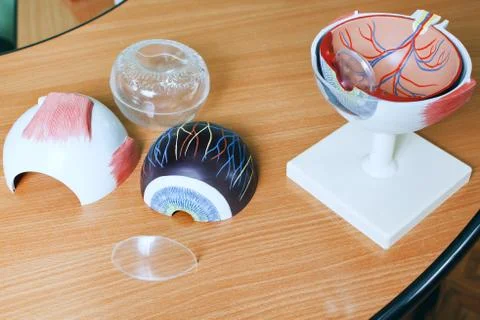 Ophthalmology oculus sample closeup Foto stock