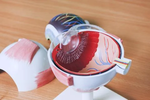 Ophthalmology oculus sample closeup Stock Photos