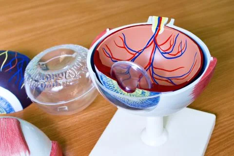 Ophthalmology oculus sample closeup Stock Photos