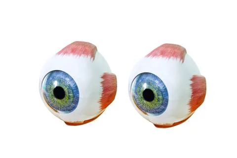 Ophthalmology oculus sample closeup on white background Stock Photos
