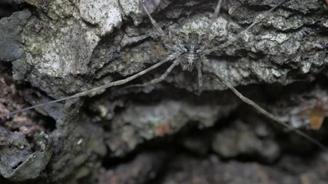 The opilio disguises himself. Видео 151833376