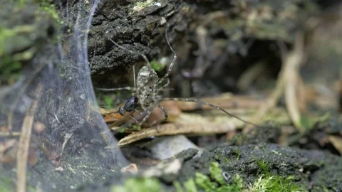 The opiliones eats the prey. Видео 151833406