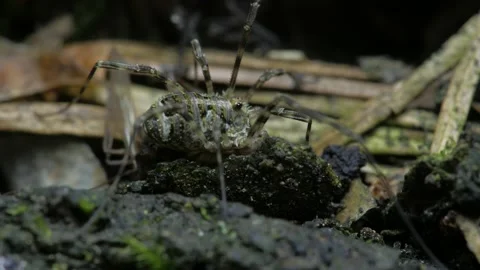 The opiliones eats the prey. Видео 153109957