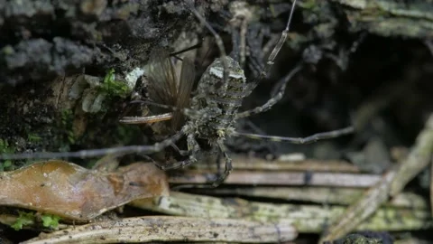 The opiliones eats the prey. Видео 153110111