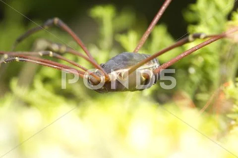 Opiliones Formerly Phalangida Are An Order Of Arachnids Commonly Known As Stock Photos