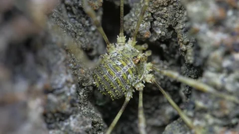 The opiliones hid in a crack in the bark.  Видео 154173298