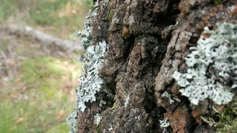 The opiliones hid in a crack in the bark. Only the legs are visible. Видео 154173178