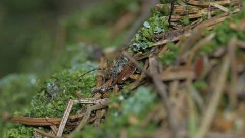 The opiliones hides among moss and lichen. Видео 153110012