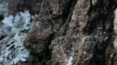 The opiliones hides in a crack in the bark. Видео 153700038