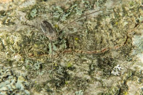 Opiliones Stock Photos