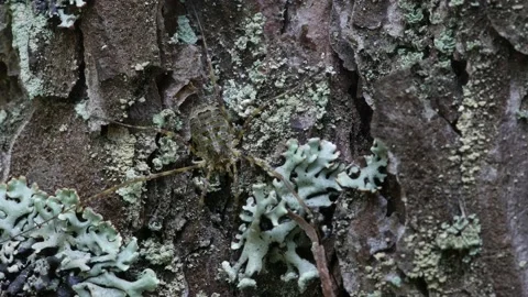The opiliones sits on the bark of a pine tree. The overall frame. Видео 153699528
