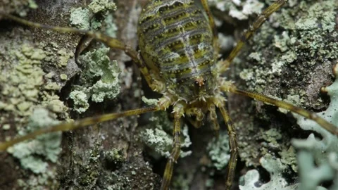 The opiliones sits on the bark of a pine tree. Close-up. Видео 153700594