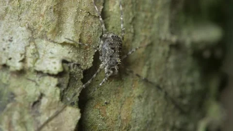 The opiliones sits on the bark of a pine tree. Видео 154818038