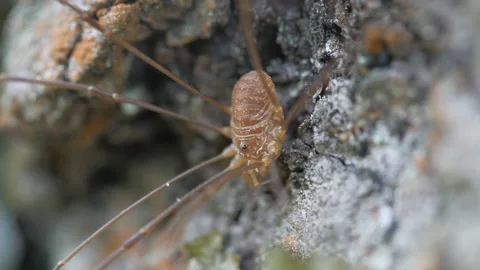 The opiliones sits on the bark of a tree. Видео 153379894