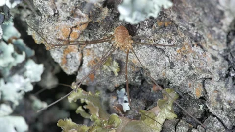 The opiliones sits on the bark of a tree. Stock Footage