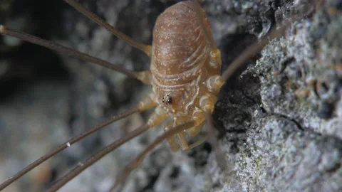 The opiliones sits on the bark of a tree. Видео 154173264