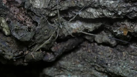 The opiliones sits. Видео 153110214