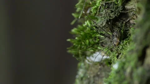 The opiliones sits on the moss. Видео 155243236