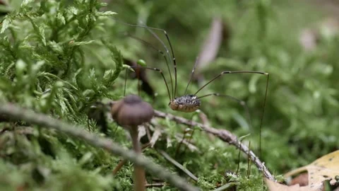 The opiliones sits on the moss. Then he runs away. Next to the mushroom. Видео 155243267