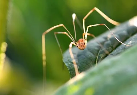 Opiliones spider macro Foto stock