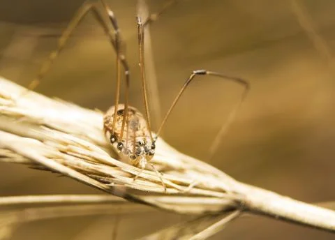 Opiliones syn. Phalangida Stock Photos