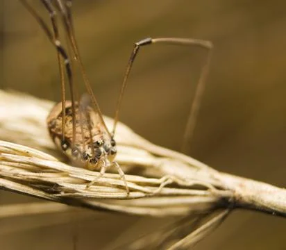 Opiliones syn. Phalangida Stock Photos