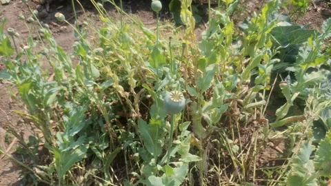 Opium, also called poppy tears or Lachryma papaveris, is the dried latex Stock Footage 330851826