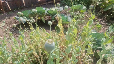 Opium, also called poppy tears or Lachryma papaveris, is the dried latex Stock Footage 330851832