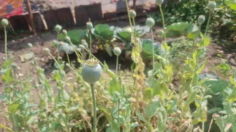 Opium, also called poppy tears or Lachryma papaveris, is the dried latex Stock Footage 330851850
