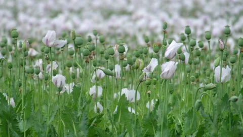 Opium flower field Stock Footage 132187886