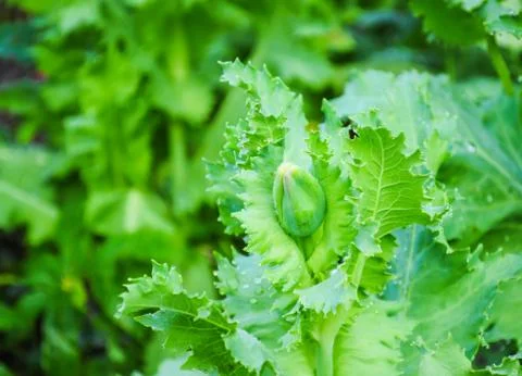 Opium flower Stock Photos
