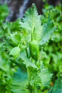 Opium flower Stock Photos