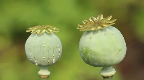 Opium latex drops from papaver head on the colorful background Stock-Footage 66447832