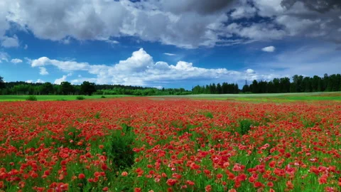 Opium plantation, Flight of the camera over the field with poppies. Stock Footage 158124932