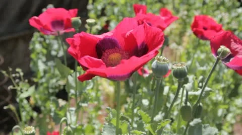Opium Poppies growing in a backyard 3 Stock-Footage 10911368
