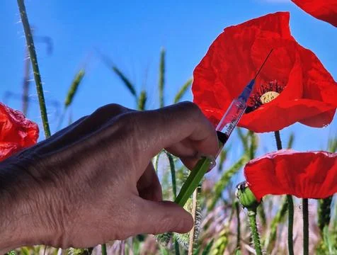 Opium poppy blossoms source of raw material for heroin Stock Photos